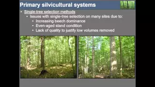 Exploring Silvicultural Strategies in VT’s Changing Forest – Northern Hardwoods