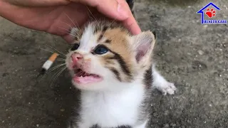 Cutest kitten is asking me something – Baby Kitten meowing loudly on street!