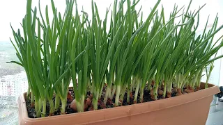 How to Grow Onions in Pots?🌿Growing Onions on the Balcony