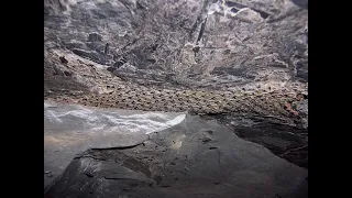 Fossilized Rainforest Found in an Abandoned Coal Mine