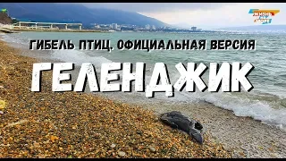 ГЕЛЕНДЖИК. ГИБЕЛЬ ПТИЦ! ОФИЦИАЛЬНАЯ ВЕРСИЯ! 2020г.