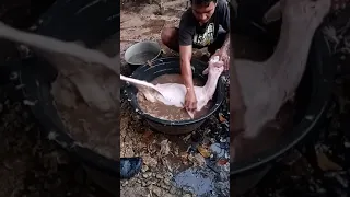 How to skin a lamb in 3 minutes