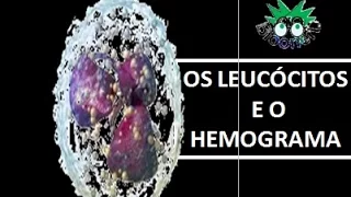 Os leucócitos e o hemograma