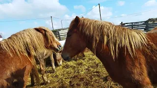 ЛОШАДИ  на продажу/советский тяжеловоз