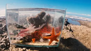 Making A Tide Pool Aquarium