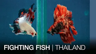 Fighting fish | Thailand