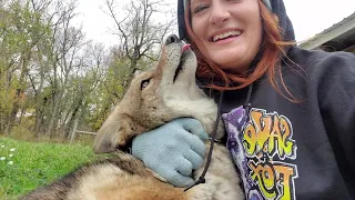 Dakota the coyote gets new toys