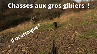 Chasses aux gros gibiers + charge d'un sanglier !