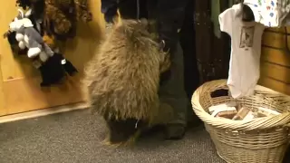 Porcupine who thinks he is a puppy!