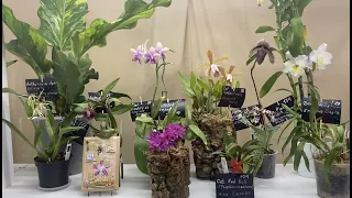 Орхидиум- ярмарка орхидей/Orchid Festival. 17.09.2023 #orchidsfest