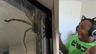 try not to get scared challenge HUGE BUG EDITION (Reupload)