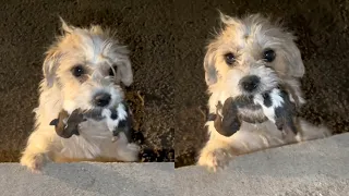 Mother dog holds her babies in her mouth, praying for help