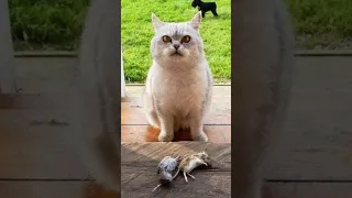 Funny animals 2023😆 - Funniest Cats and Dogs Video🐕🐈164 #shorts