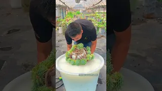 Tưới nước cho sen đá | Water sucuclents 多肉植物| 다육이들 | Suculentas