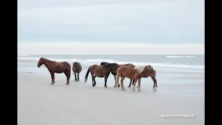 Wild Horses of Corolla