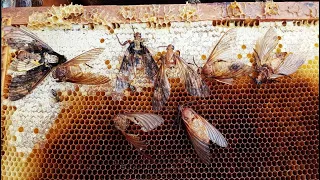 Бабочки Атакуют Пчел и Воруют МЁД ➳(Бабочка Мёртвая голова)