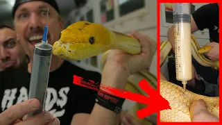 SUCKING GOO OUT OF MY GIANT SNAKE TO SAVE ITS LIFE!