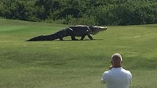 Giant Gator Walks Across Florida Golf Course