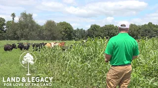 Grazing Diverse Cover Crops : Cattle, Wildlife, and Soil Health