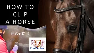 How To Clip A Horse - Clipping for the first time, Bib, Chaser and Trace Clip