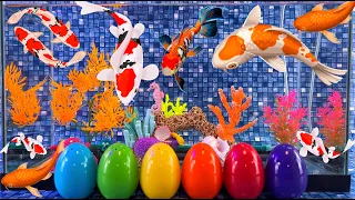 Colorful eggs fish surprise, octopus, koi, snake, goldfish, shark