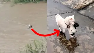 Dog Mom Jumps Into Flood To Rescue Puppy, the Most Epic Rescue Ever