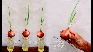 How To Grow Onion with Water | Grow Onion in Plastic Bottle
