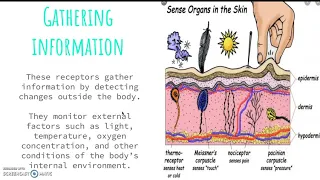 Chapter 10. Sensory Receptors