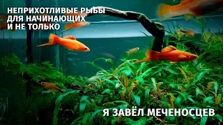 Меченосец. Содержание, кормление, разведение, размножение. Часть 1