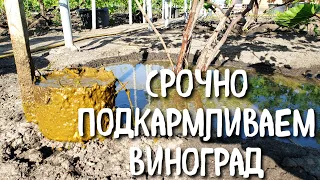 Срочно подкармливаем виноград. Лучшее удобрение для винограда - только органика