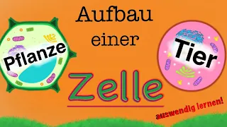 Aufbau einer Zelle - Bestandteile von Tierzellen und Planzenzellen + Funktionen lernen