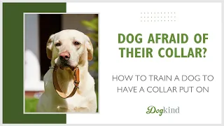 Is your dog afraid of their collar?