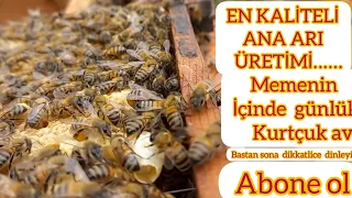 BU VİDEOYU IZLEMEDEN ANA ARI ÜRETMEYIN #anaarı #kraliçe #beekeeping #arıcılık #balarısı #bee