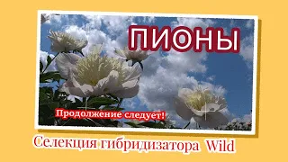 Пионы гибридизатора Уайлда. Часть 1 / Сад Ворошиловой