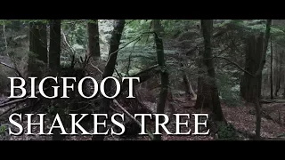 BIGFOOT CAUGHT ON CAMERA - (TREE SHAKER FOOTAGE) - Mountain Beast Mysteries Episode 38.