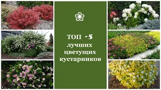 ❀ ТОП -5 лучших цветущих кустарников для сада