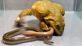 Asian Bullfrog Tries To Eat Big Eel! Asian Bullfrog Live Feeding