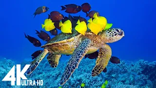 3HRS of 4K Turtle Paradise   Undersea Nature Relaxation Film + Piano Relaxing Music