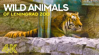 Amazing Animals and Birds in Leningrad Zoo - 4K Animal Video with Energizing Music