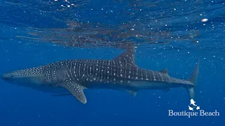 12.04.24 - Whale Shark & Manta Rays. Dives at BB Rock & Fish Bank near Dhigurah - Maldives.