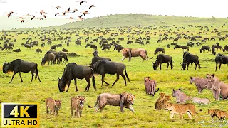 4K African Wildlife: Great Migration, Serengeti National Park to the Maasai Mara, Kenya