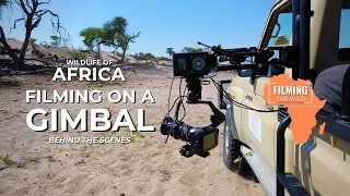 Behind The Scenes Filming Wildlife In Africa | Part III | Filming On A Gimbal