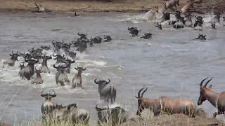 Wildebeest Migration _ MasaiMara Safari