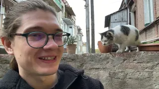 Tbilisi cats