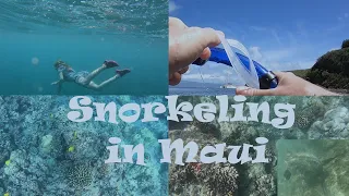 Snorkeling in Maui, Hawaii. Exotic Marine life