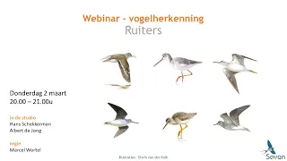 Webinar vogelherkenning: ruiters