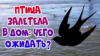 Птица залетела в дом: что это значит?