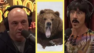 Joe Rogan EXPLAINS: HOW Anthony Kiedis SURVIVES 3 ENCOUNTERS WITH GRIZZLES BEAR.