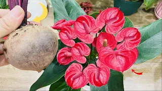 Miraculously just 1 fruit makes the whole flower garden explode| Organic fertilizer | Y Garden