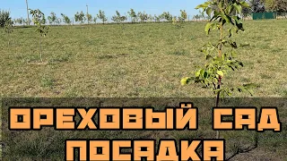 Ореховый сад посадка. Фалештский латеральный от Киктенко Н.Ф